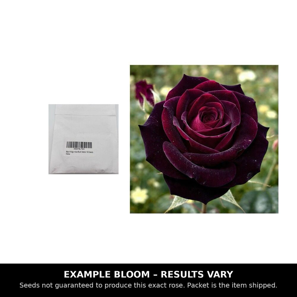 Black Magic Rose Bush Seeds 100 Pcs Heirloom Garden Planting New